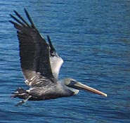 Pelican at Vee Jay's Slip 13
